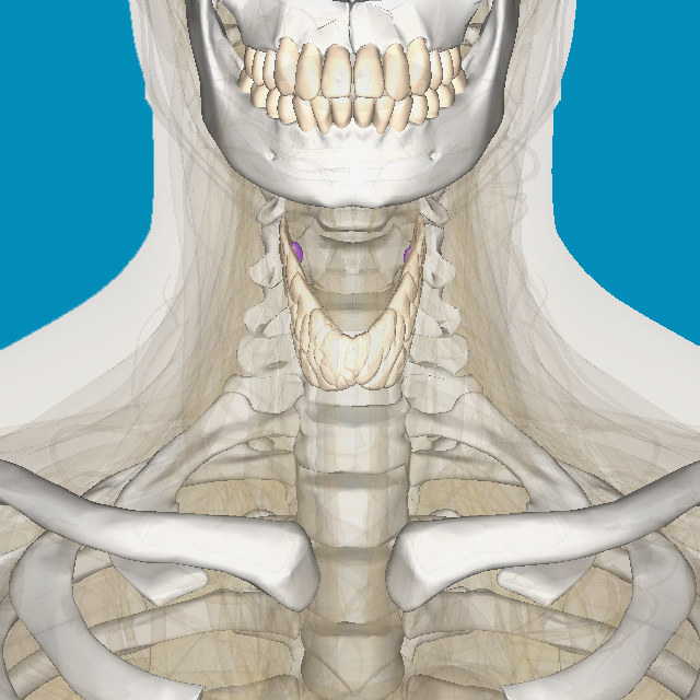 Endocrinologia