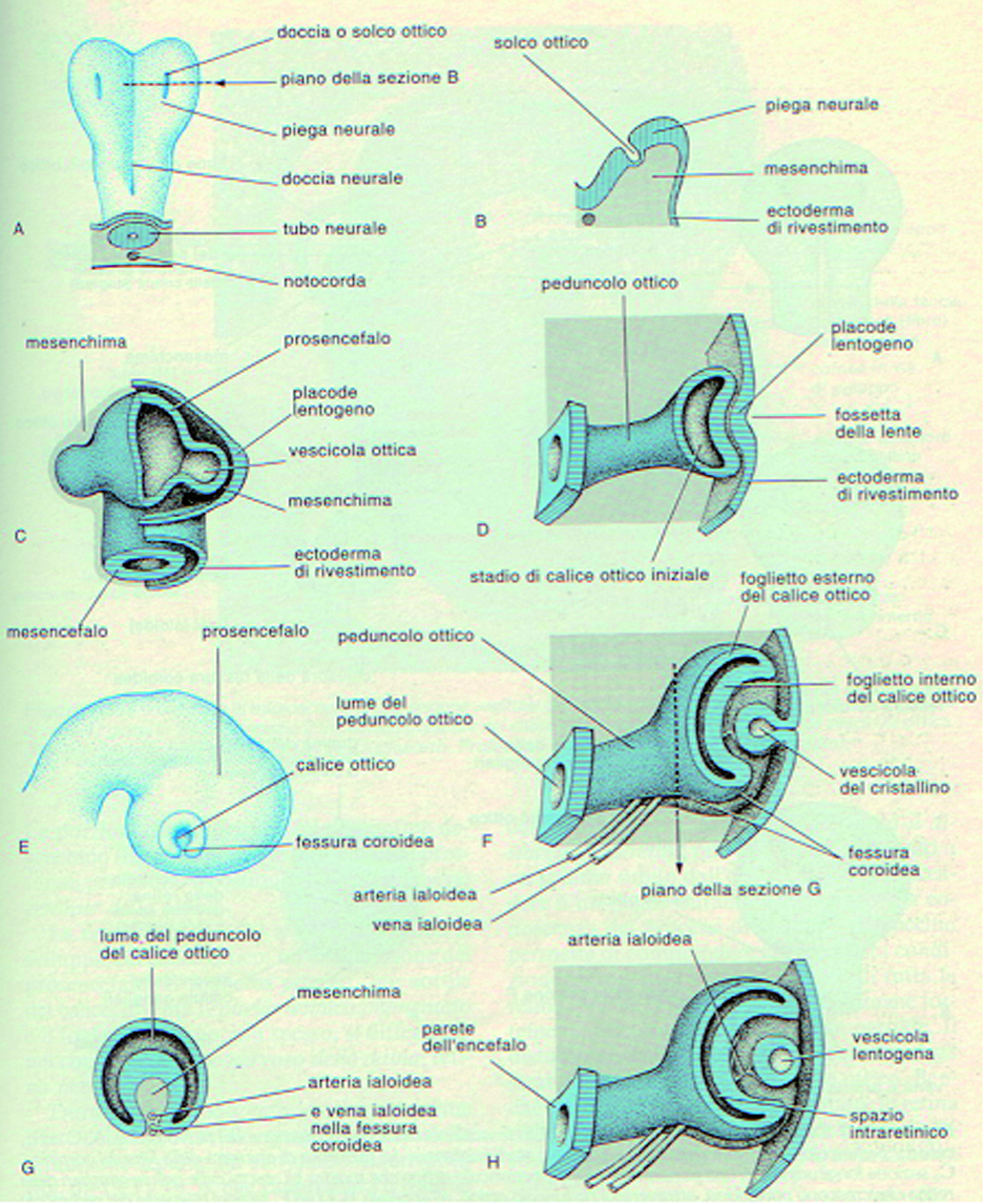 Formazione embriologica della vescicola ottica