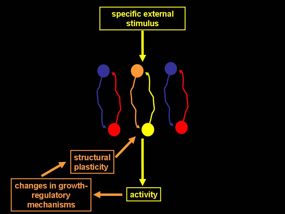 Fig. 3. Specificità dell’esperienza nei fenomeni plastici. Ogni specifico stimolo esterno attiverà solo determinati circuiti nervosi e, quindi, determinerà condizioni favorevoli per i processi plastici solo in quei circuiti, preservando la specificità delle connessioni eventualmente neoformate.