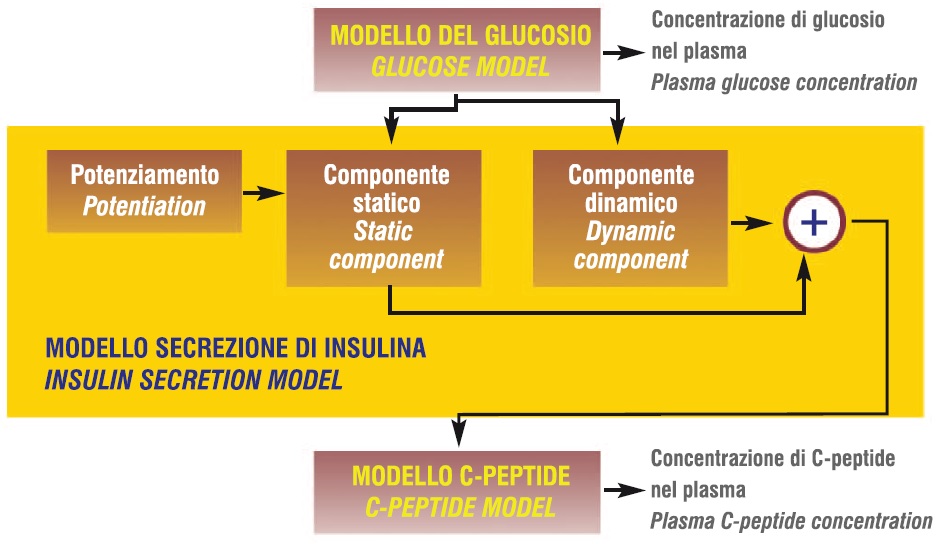 Andrea Tura - Endocrinologia - Diabete Gestazionale Figura 1 Diagramma a blocchi del modello matematico per la verifica della funzionalità beta cellulare